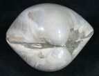 Polished Fossil Clam - Large Size #9536-2